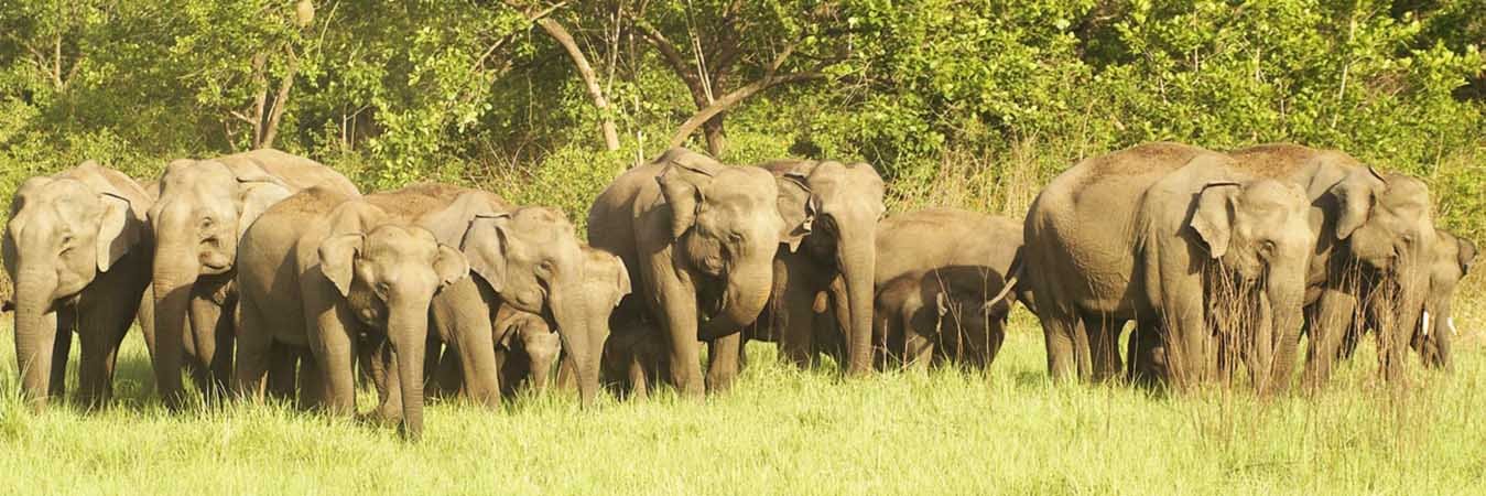 jim corbett Park