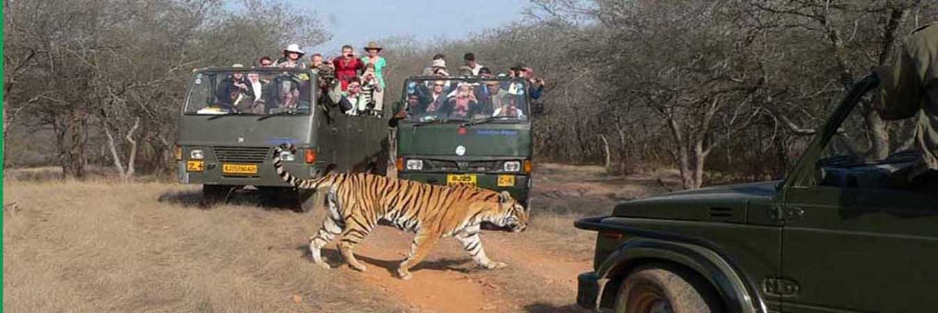 jim corbett Animals 